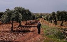 Armed groups confiscate official papers regarding the olive harvest