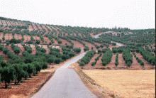 Afrin ... Pro-Turkish army groups intend to collect olive season by a percentage