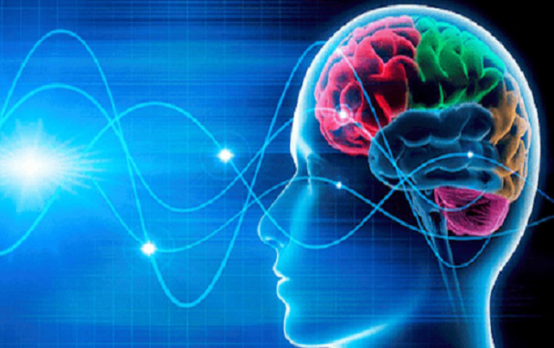 Discovering new organs in the human head
