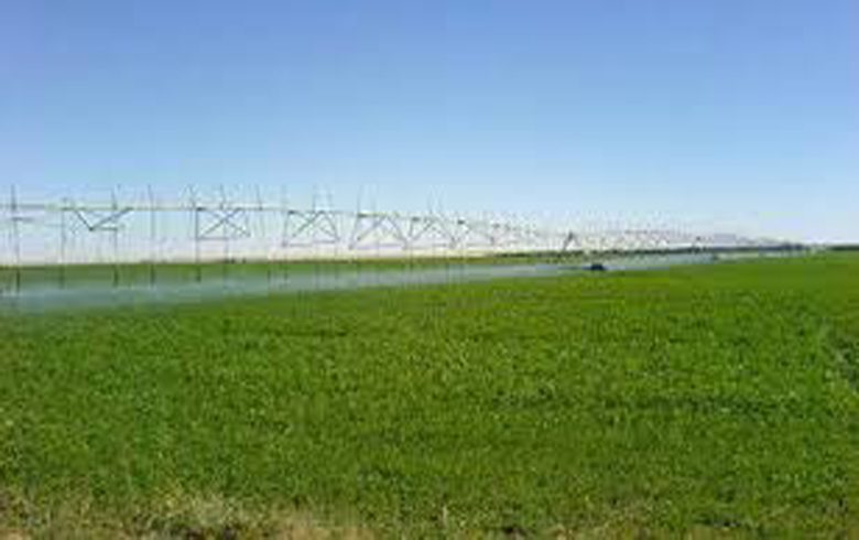 پ ي د زه‌ڤيان ل عه‌ره‌بێن غه‌مر ڤه‌دگه‌رينه‌