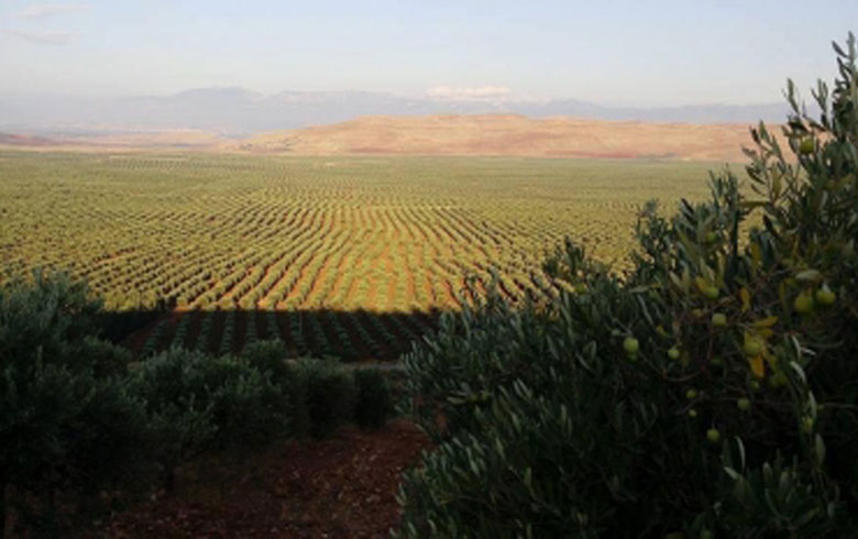 Afrin ... $ 22 million of olive oil imports tax